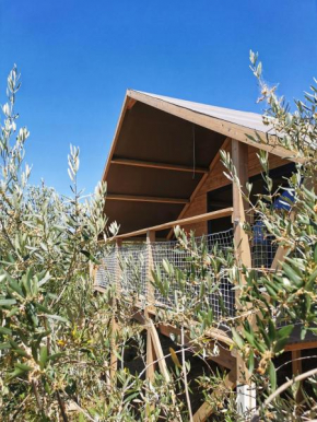 Glamping immerso in un uliveto biologico secolare